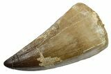 Fossil Mosasaur (Hainosaurus) Tooth - Morocco #353212-1